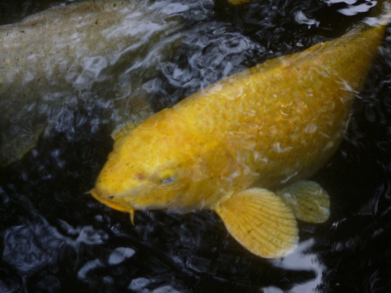 鯉